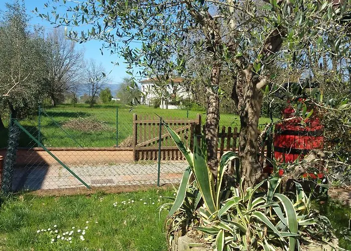 Ulivo Della * Querce