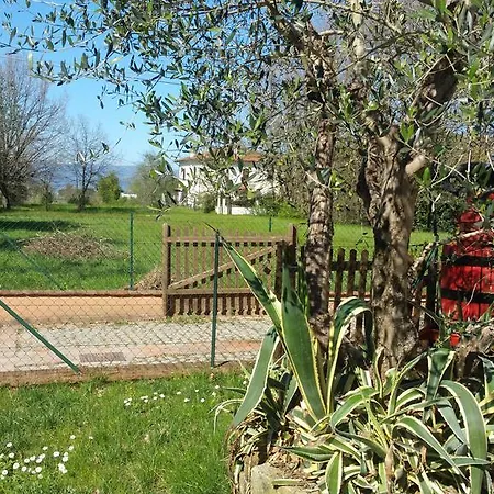 Ulivo Della * Querce (Florence)